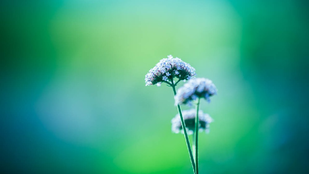 洱海边悠夏