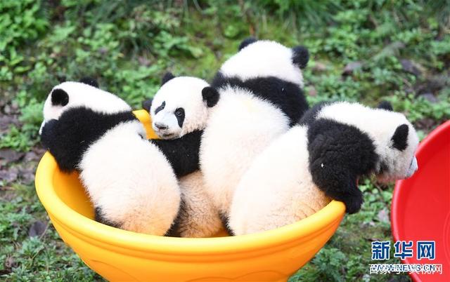 重庆为两对双胞胎大熊猫办“半岁”生日见面会